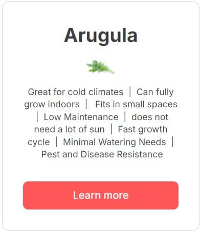 Arugula