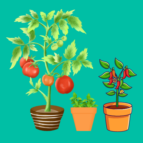 Best Vegetables You Can Grow Indoors