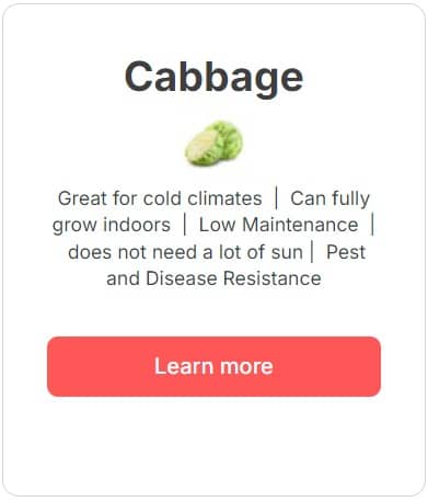 Cabbage