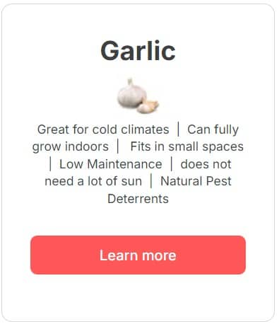 Garlic