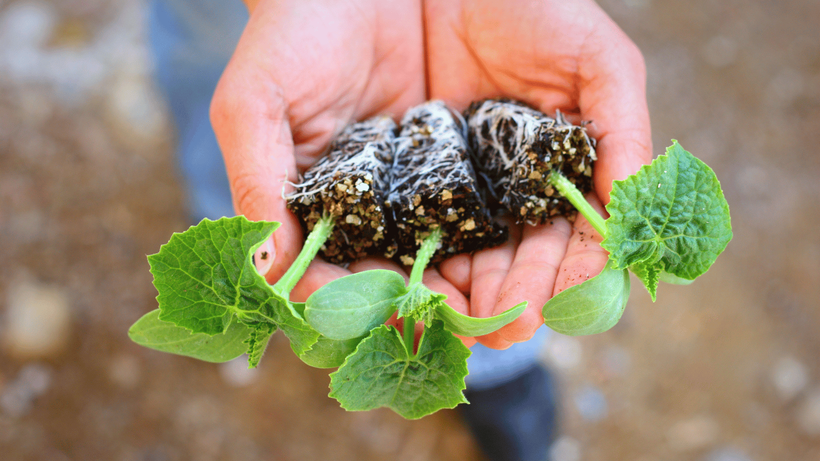 Growing Donating Seedlings to the Community