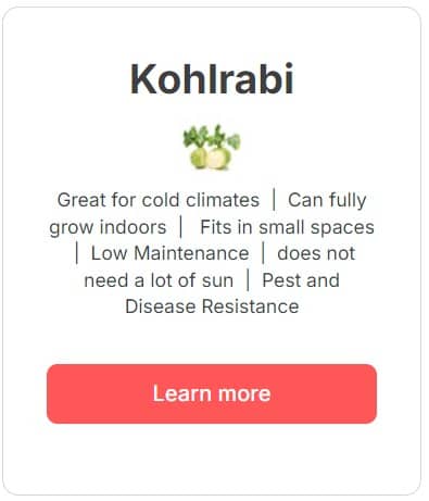 Kohlrabi