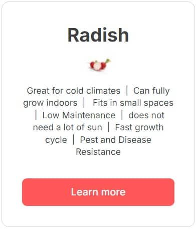 Radish