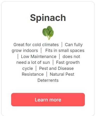 Spinach