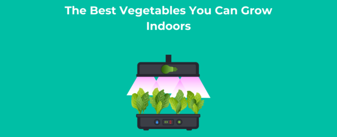 The Best Vegetables You Can Grow Indoors