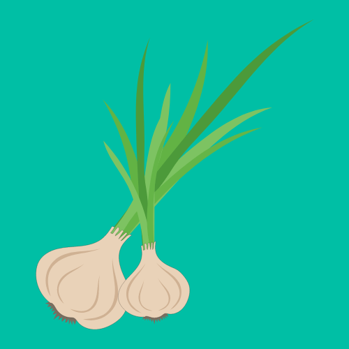 Garlic is a Low Maintenance Plant