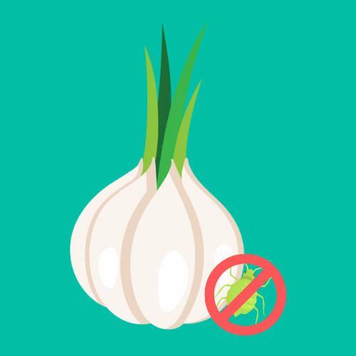 Garlic is a Natural Pest Deterrents