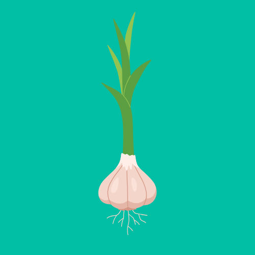 Growing Garlic