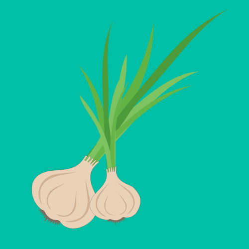 How to Care for Garlic