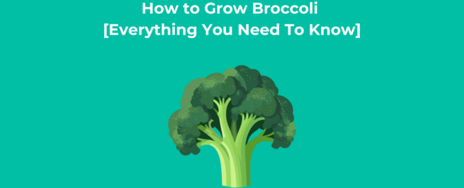 How to Grow Broccoli [Everything You Need To Know]