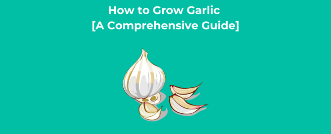 How to Grow Garlic [A Comprehensive Guide]