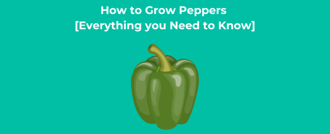 How to Grow Peppers [Everything you Need to Know]