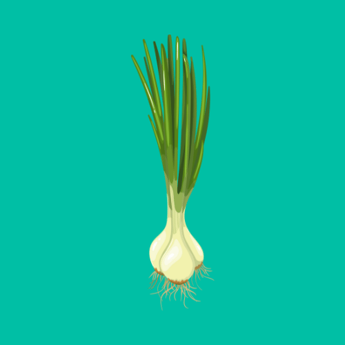 Onions Can Fully Grow Indoors