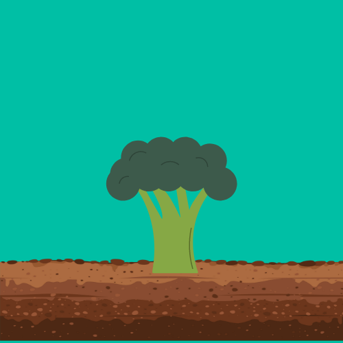 Soil Preparation for Broccoli