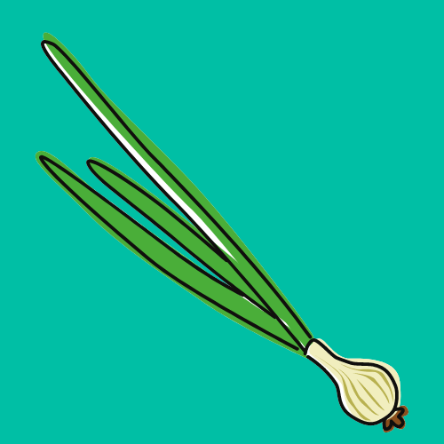 Spring Onions have a Fast Growth Cycle