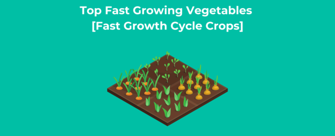 Top Fast Growing Vegetables [Fast Growth Cycle Crops]