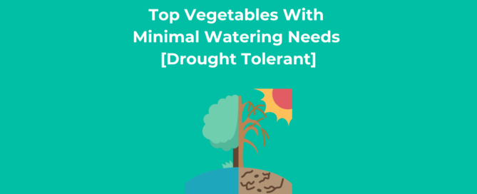 Top Vegetables With Minimal Watering Needs [Drought Tolerant]