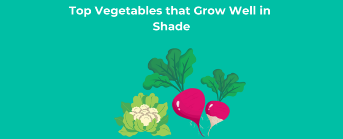 Top Vegetables that Grow Well in Shade